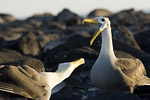 Waved Albatrosses