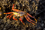 Sally Lightfoot Crab