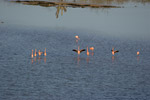Flamingos