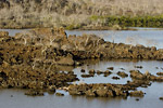 Floreana Lagoon