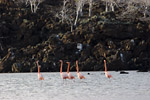 Flamingos