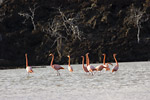 Flamingos