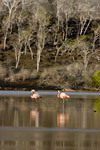 Flamingos