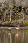 Flamingos