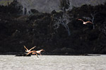 Flamingos