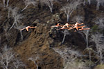 Flamingos