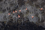 Flamingos