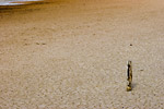 Lagoon Mud