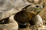 Giant Tortoise