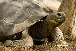 Giant Tortoise