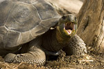 Giant Tortoise