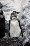 Galapagos Penguin