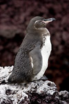 Galapagos Penguin