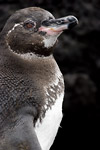 Galapagos Penguin