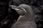Galapagos Penguin