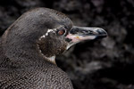 Galapagos Penguin