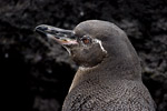 Galapagos Penguin