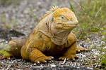 Land Iguana