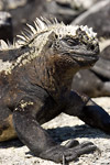 Marine Iguana