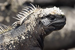 Marine Iguana