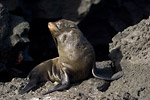 Fur Seal