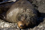 Fur Seal