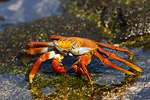 Sally Lightfoot Crab