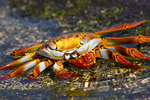 Sally Lightfoot Crab