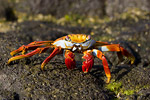 Sally Lightfoot Crab