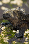 Marine Iguana