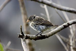 Finch