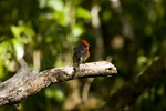 Vermillion Flycatcher