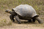 Giant Tortoise