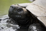 Giant Tortoise