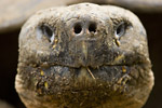 Giant Tortoise