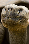 Giant Tortoise