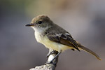 Galapagos Flycatcher