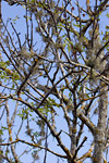 Tree Detail