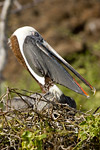 Brown Pelican on Nest