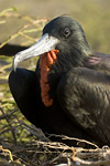 Frigate Bird