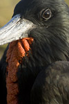 Frigate Bird