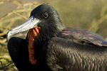 Frigate Bird