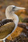 Blue-Footed Boobie