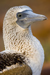 Blue-Footed Boobie