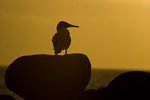 Blue-Footed Boobie