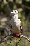 Red-Footed Boobie
