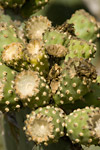 Prickly-Pear Cactus