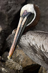 Brown Pelican