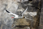 Red-Billed Tropic Bird