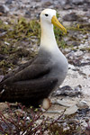 Waved Albatross on Nest